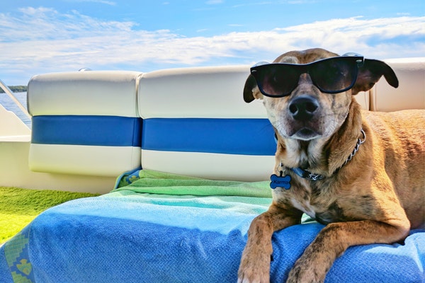 Protege a tu perro frente al calor e insectos