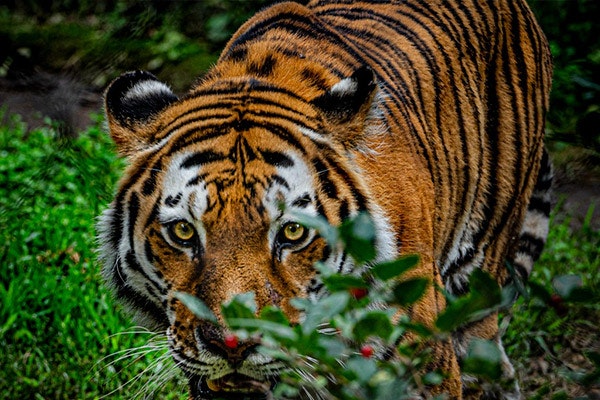 ¡Feliz año del tigre!