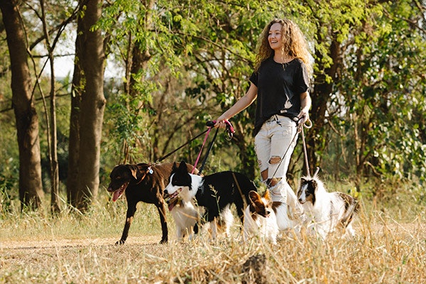 5 razones por las que adoptar a un perrito