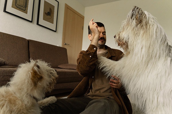 5 razones por las que adoptar a un perrito