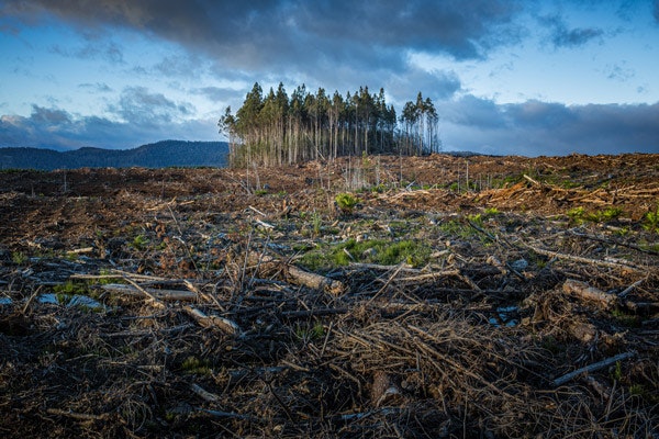 Día Internacional contra el Cambio Climático