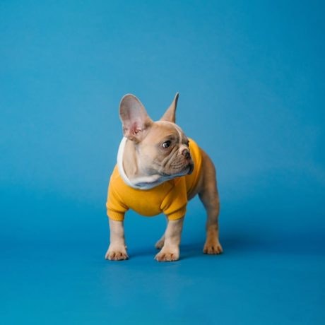 Perritos ¡estáis bienvenidos!