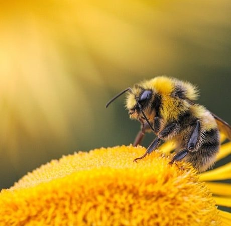 El Día Mundial de las Abejas