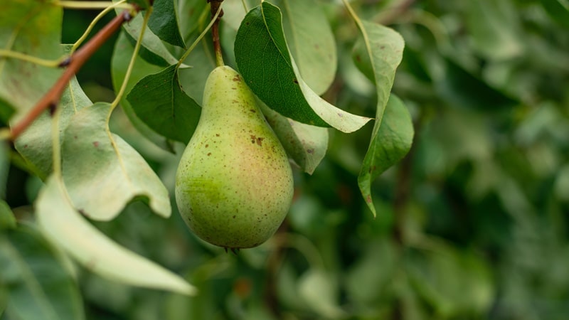 Estas deliciosas frutas no pueden faltar en tu nevera