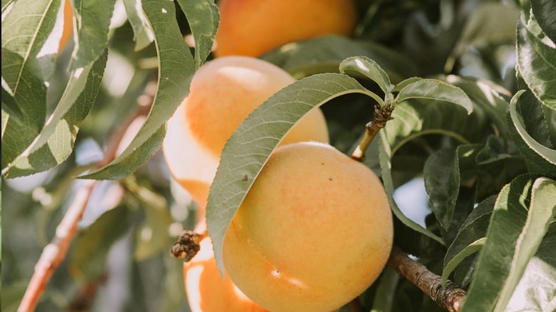 Estas son las frutas y verduras más deliciosas del otoño Melocotón