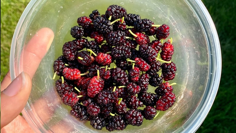 Estas son las frutas y verduras más deliciosas del otoño Moras