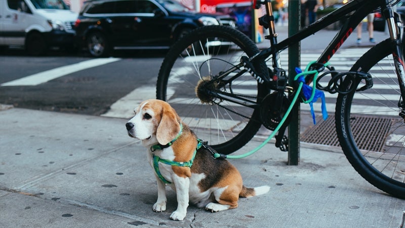 Recuerda que… ¡somos dog friendly!