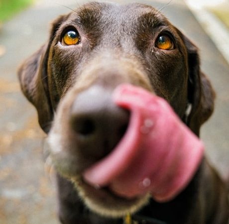 Recuerda que… ¡somos dog friendly!